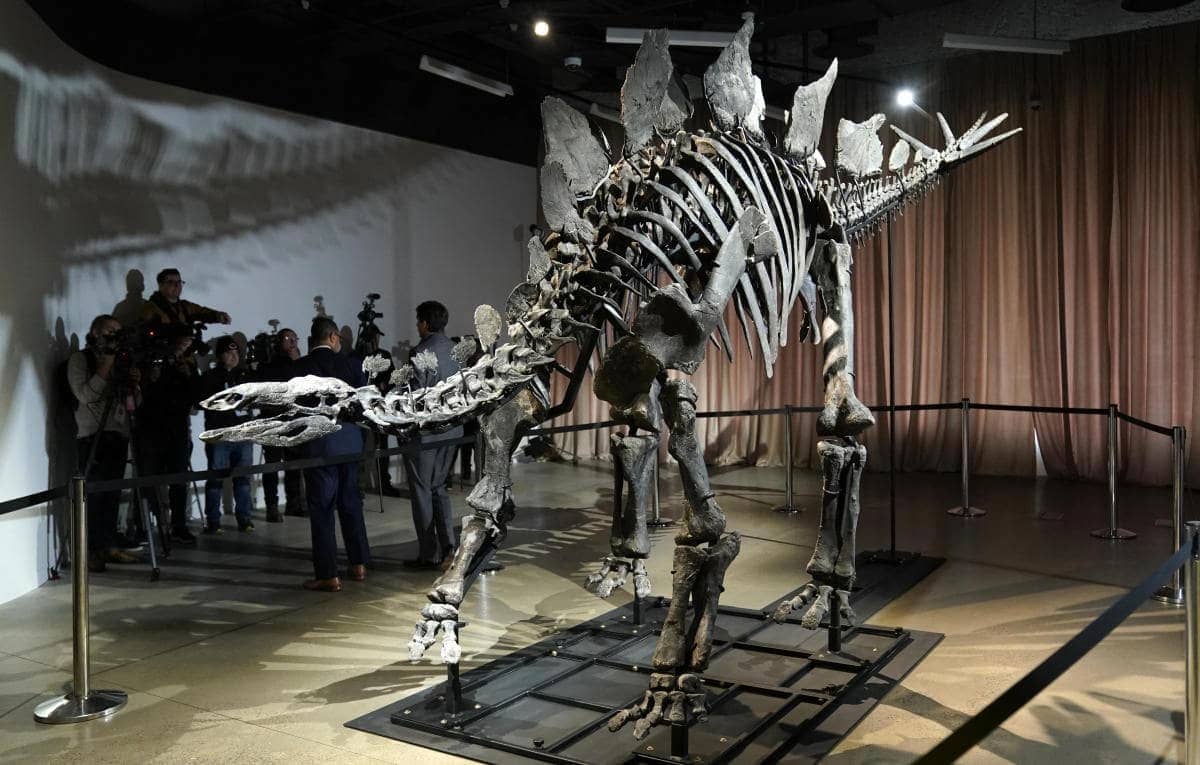 Read more about the article NY exhibits $45M stegosaurus; scientists explore its mysteries.