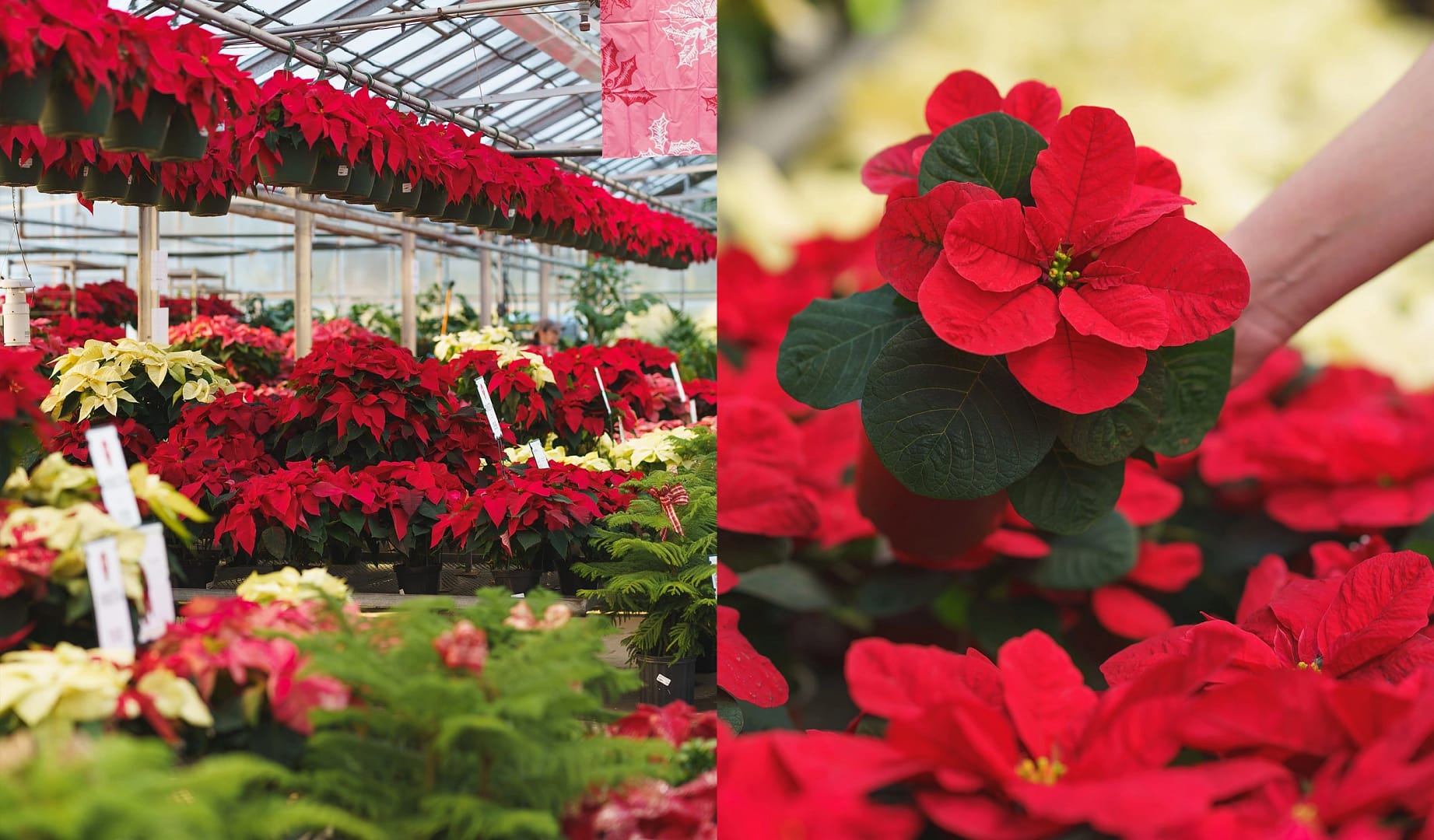 Read more about the article “Deck the Halls with Poinsettias and Mistletoe: Their Festive Origins”